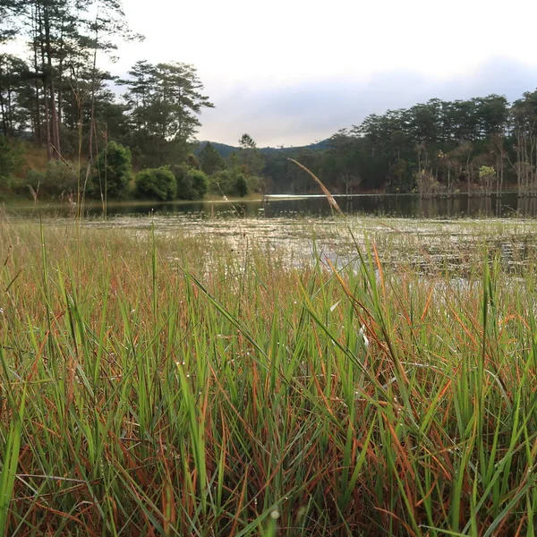 arka plan ile longozun Güz, büyülü ışık ile göl kenarındaki ağaçlar yansıma şafak