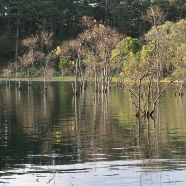 arka plan ile longozun Güz, büyülü ışık ile göl kenarındaki ağaçlar yansıma şafak