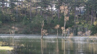 arka plan ile longozun Güz, büyülü ışık ile göl kenarındaki ağaçlar yansıma şafak