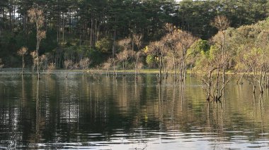 arka plan ile longozun Güz, büyülü ışık ile göl kenarındaki ağaçlar yansıma şafak