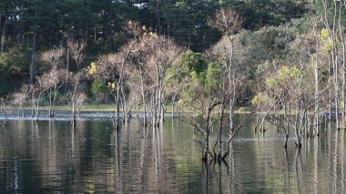 arka plan ile longozun Güz, büyülü ışık ile göl kenarındaki ağaçlar yansıma şafak