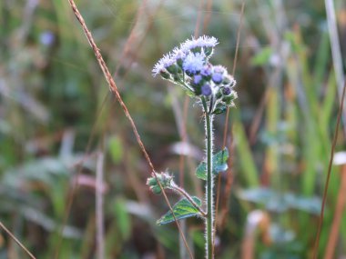 Yabani otlar, çiçek çiçek açan ve ışık şafak, renkli resim magic ile arka plan kullanın tasarım reklam, baskı ve daha fazlası için