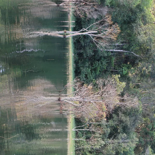 Background Flooded Forest Autumn Trees Reflection Lake Magical Light Dawn — Stock Photo, Image