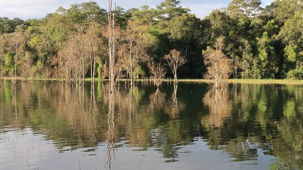 arka plan ile longozun Güz, büyülü ışık ile göl kenarındaki ağaçlar yansıma şafak