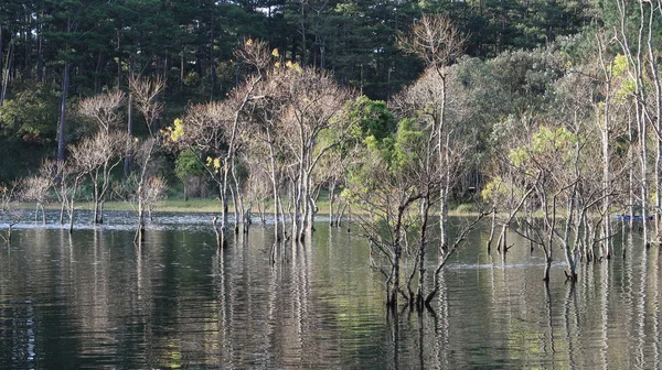 arka plan ile longozun Güz, büyülü ışık ile göl kenarındaki ağaçlar yansıma şafak