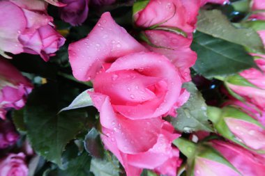 Arka plan için özel günler parlak renkli Güllü