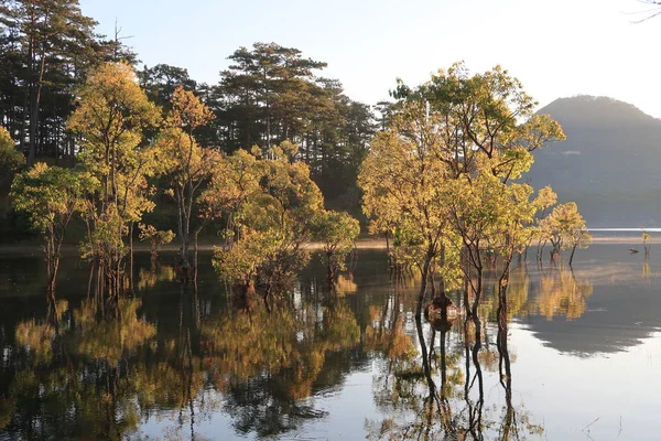 submerged trees with green fresh leaves reflecting on the lake and the boatman at sunrise of the spring