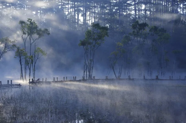 Árvores Submersas Que Refletem Lago Com Luz Mágica Nevoeiro Pessoas — Fotografia de Stock