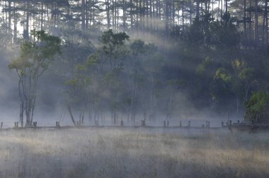 batık ağaçlar gölde sihirli ışık, sis ve insanlar doğarken aktif yansıtan