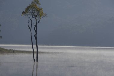 batık ağaçlar gölde sihirli ışık, sis ve insanlar doğarken aktif yansıtan