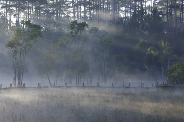 submerged trees reflecting on lake with the magic light, fog and people active at sunrise