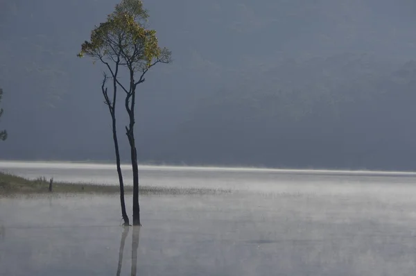submerged trees reflecting on lake with the magic light, fog and people active at sunrise