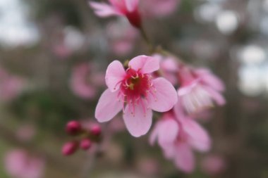 parlak güneş ışığı sis ve mavi gökyüzü arka plan ile kiraz çiçekleri çiçek