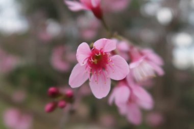 parlak güneş ışığı sis ve mavi gökyüzü arka plan ile kiraz çiçekleri çiçek