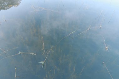 batık ağaçlar gölde sihirli ışık, sis ve insanlar doğarken aktif yansıtan