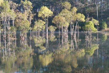 batık ağaçlar gölde sihirli ışık, sis ve insanlar doğarken aktif yansıtan