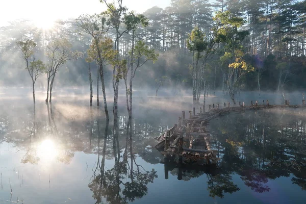 submerged trees reflecting on lake with the magic light, fog and people active at sunrise