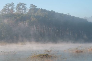 çalılar ve çam Gölü ile yoğun sis, gündoğumu sihirli ışık ve mavi gökyüzüne yansıması orman