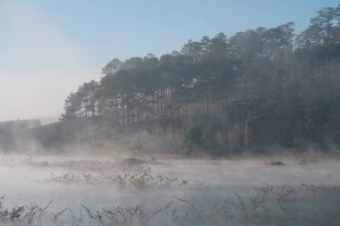 çalılar ve çam Gölü ile yoğun sis, gündoğumu sihirli ışık ve mavi gökyüzüne yansıması orman
