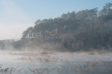 çalılar ve çam Gölü ile yoğun sis, gündoğumu sihirli ışık ve mavi gökyüzüne yansıması orman