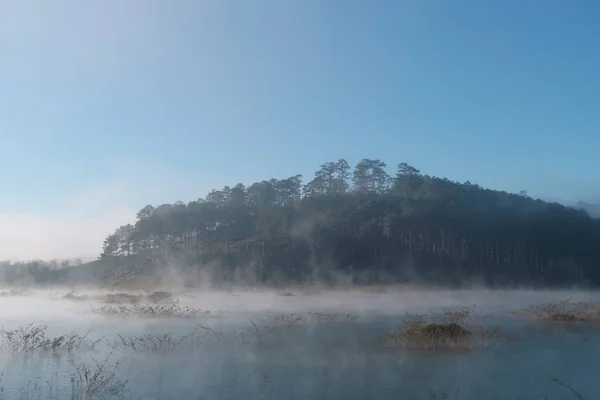 Sträucher Und Kiefernwälder Spiegeln Sich See Mit Dichtem Nebel Magischem lizenzfreie Stockbilder