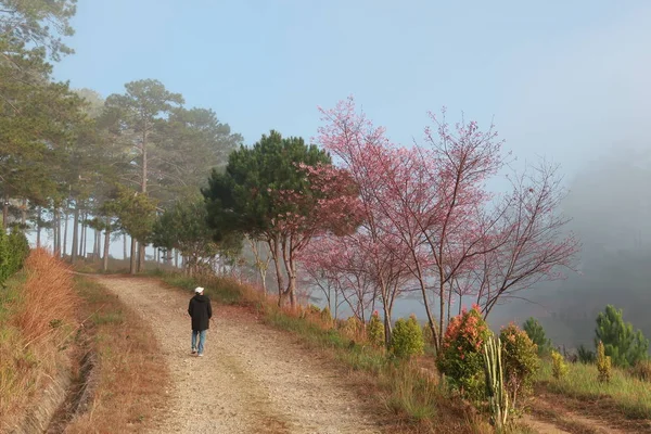 Kirschblüten Blühen Bei Strahlendem Sonnenschein Mit Nebel Und Blauem Himmel lizenzfreie Stockfotos