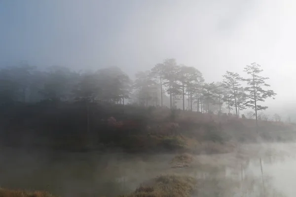 Sträucher Und Kiefernwälder Spiegeln Sich See Mit Dichtem Nebel Magischem — Stockfoto