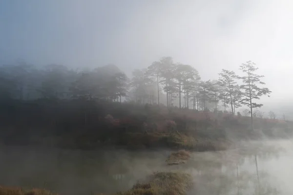 Sträucher Und Kiefernwälder Spiegeln Sich See Mit Dichtem Nebel Magischem lizenzfreie Stockfotos