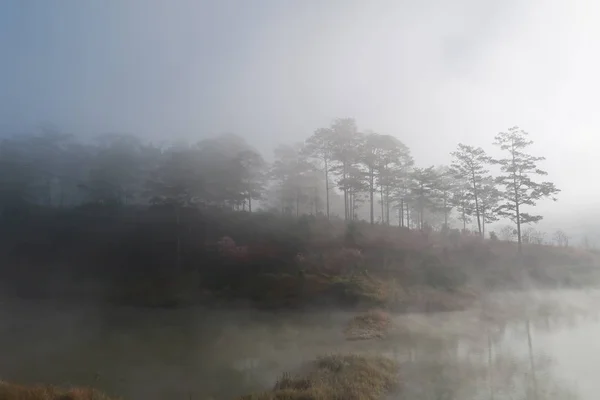 Sträucher Und Kiefernwälder Spiegeln Sich See Mit Dichtem Nebel Magischem Stockbild