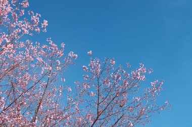 parlak güneş ışığı sis ve mavi gökyüzü arka plan ile kiraz çiçekleri çiçek