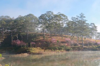 çalılar ve çam Gölü ile yoğun sis, gündoğumu sihirli ışık ve mavi gökyüzüne yansıması orman