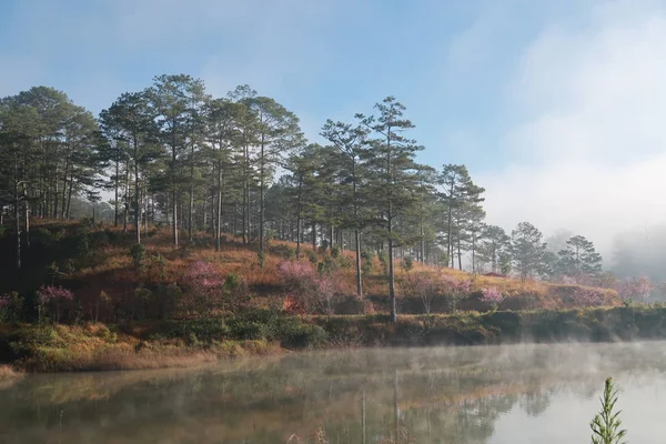 çalılar ve çam Gölü ile yoğun sis, gündoğumu sihirli ışık ve mavi gökyüzüne yansıması orman