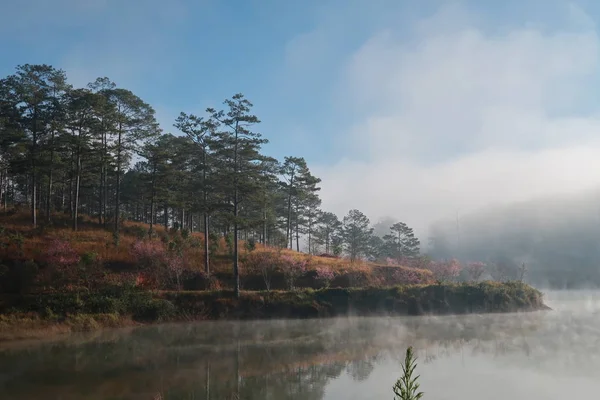 Arbustos Pinhal Reflexão Sobre Lago Com Densa Névoa Luz Mágica — Fotografia de Stock