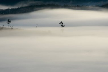 büyülü yoğun sis kapağı şafakta çam ormanı ile arka plan
