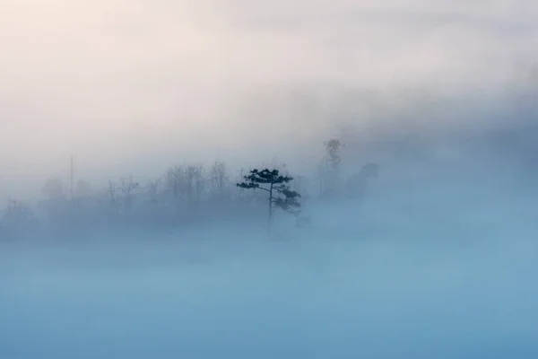 Sfondo Con Nebbia Fitta Magica Coprire Pineta All Alba — Foto Stock