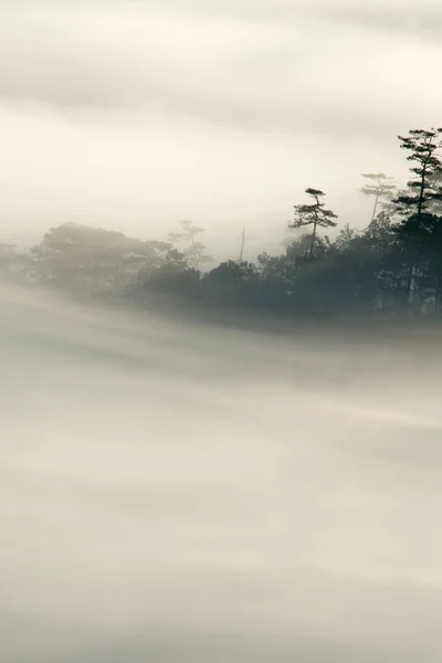 background with magical dense fog cover the pine forest at dawn