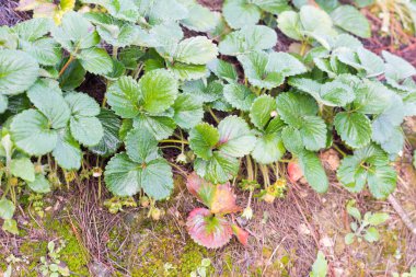 Çilek meyve yetiştirilen grupta, reklam tasarım, ürün paketleme ve daha fazla için kullanın fotoğraf