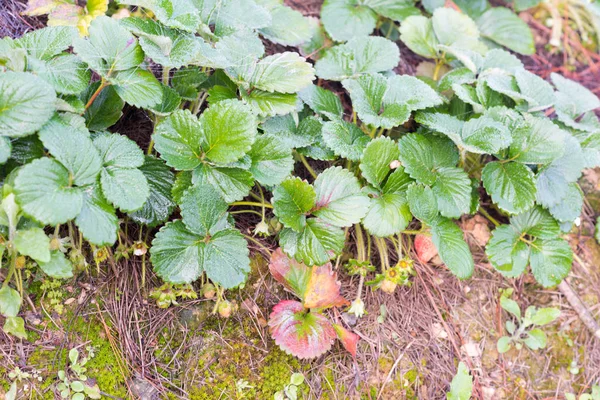 Fraises Fruits Sont Cultivés Ferme Photo Utilisation Pour Conception Publicité — Photo