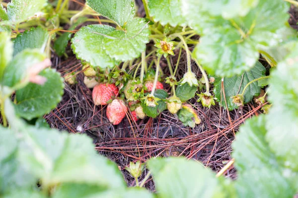 Fraises Fruits Sont Cultivés Ferme Photo Utilisation Pour Conception Publicité — Photo