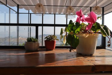 Küçük saksı ve büyülü ile raflar Balkonda kahve fincan güneş sabah ışığı