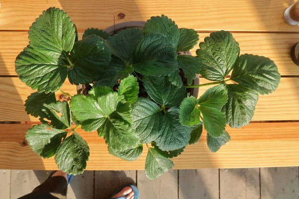 Petits Pots Fleurs Tasse Café Sur Les Étagères Balcon Avec — Photo