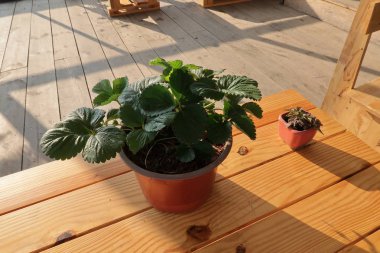 Küçük saksı ve büyülü ile raflar Balkonda kahve fincan güneş sabah ışığı