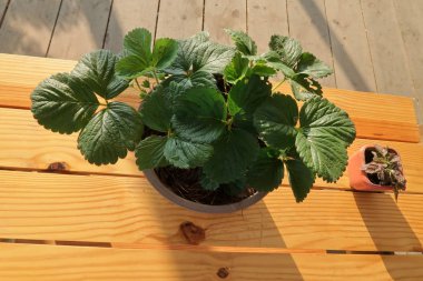 Küçük saksı ve büyülü ile raflar Balkonda kahve fincan güneş sabah ışığı