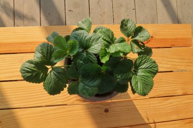 Küçük saksı ve büyülü ile raflar Balkonda kahve fincan güneş sabah ışığı