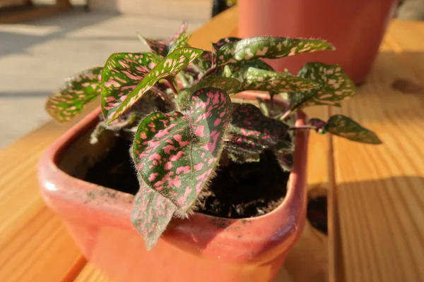 Piccoli Vasi Fiori Tazza Caffè Scaffali Balcone Con Magia Della — Foto Stock