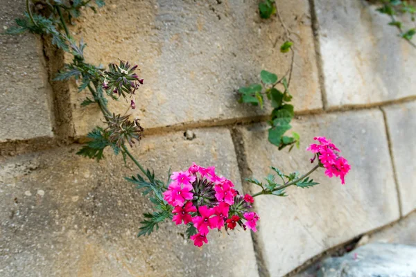 Piccoli Vasi Fiori Accanto Balconi Recinti Utilizzati Decorare Vostra Casa — Foto Stock