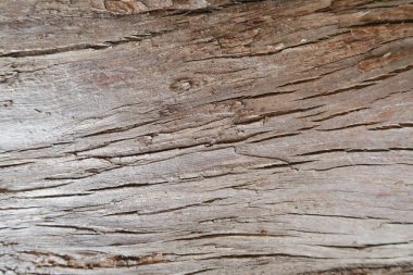 Arka plan çam ağacı çam kabuğu var. Resmi kullanım için arka plan dokusu, tasarım, reklam