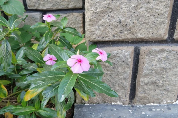 Piccoli Vasi Fiori Accanto Balconi Recinti Utilizzati Decorare Vostra Casa — Foto Stock