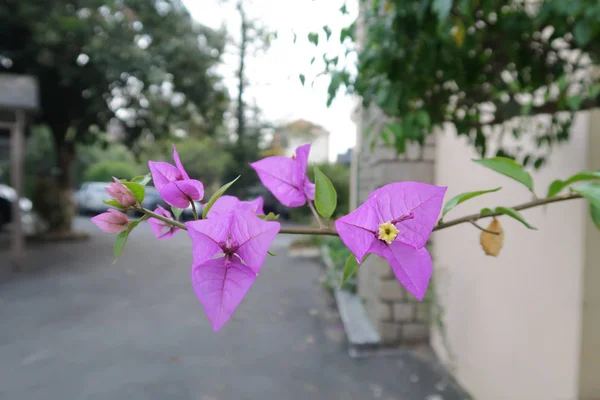 Piccoli Vasi Fiori Accanto Balconi Recinti Utilizzati Decorare Vostra Casa — Foto Stock