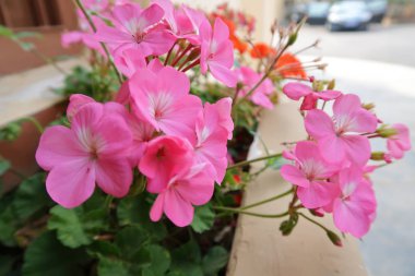 küçük saksı balkon, süslemek için kullanılan çitler yanında senin evin